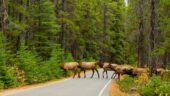 Lake Louise and Lake Moraine tour