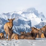 Banff Calendar