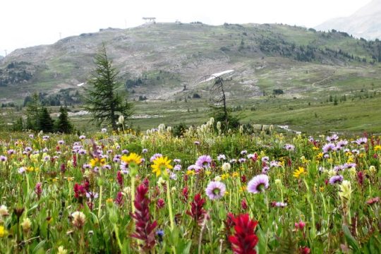 Sunshine Meadows Vistas - Guided Hike (Easy)