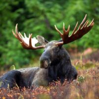 Nature & Wildlife