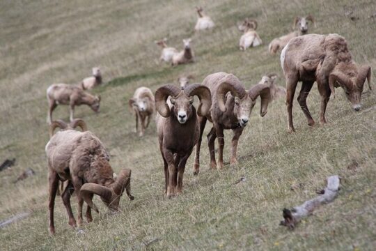 Guided Tour to Banff Highlights & Wildlife With Gondola Admission