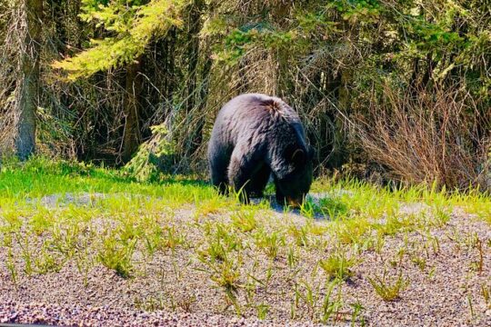 Evening Private Tour Best of Banff Wildlife