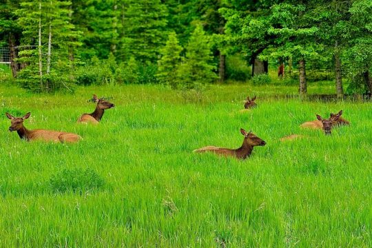Mount Royal Hotel to Banff National Park Minivan Tour