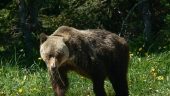 Banff Kananaskis Bear Country Wildlife Focused Guided Hike